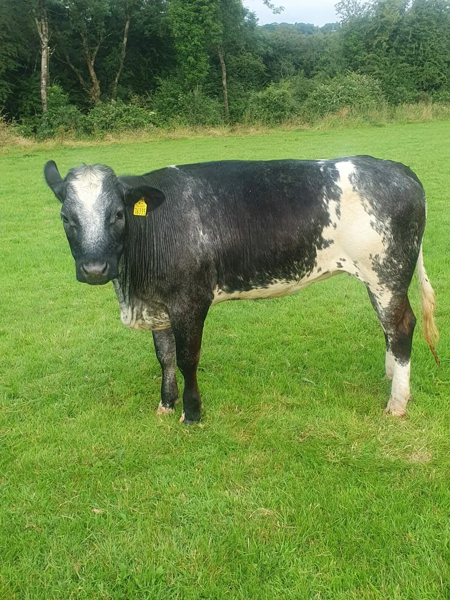 Belgian blue breeding heifers - Image 2