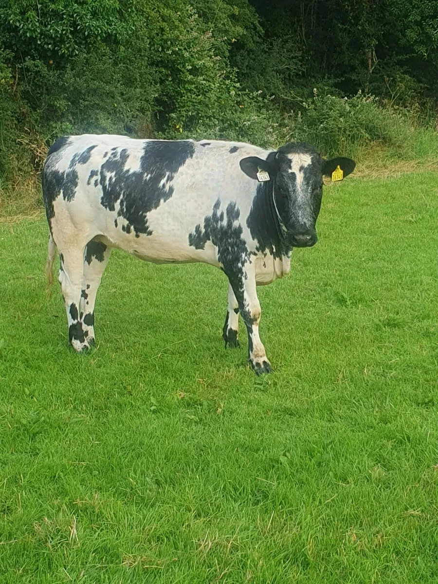 Belgian blue breeding heifers - Image 3