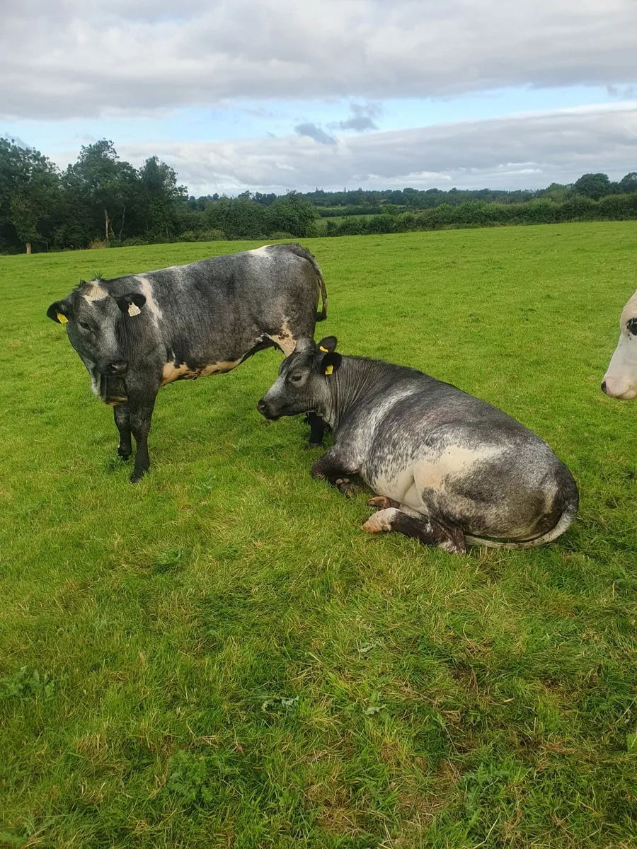Belgian blue breeding heifers - Image 4
