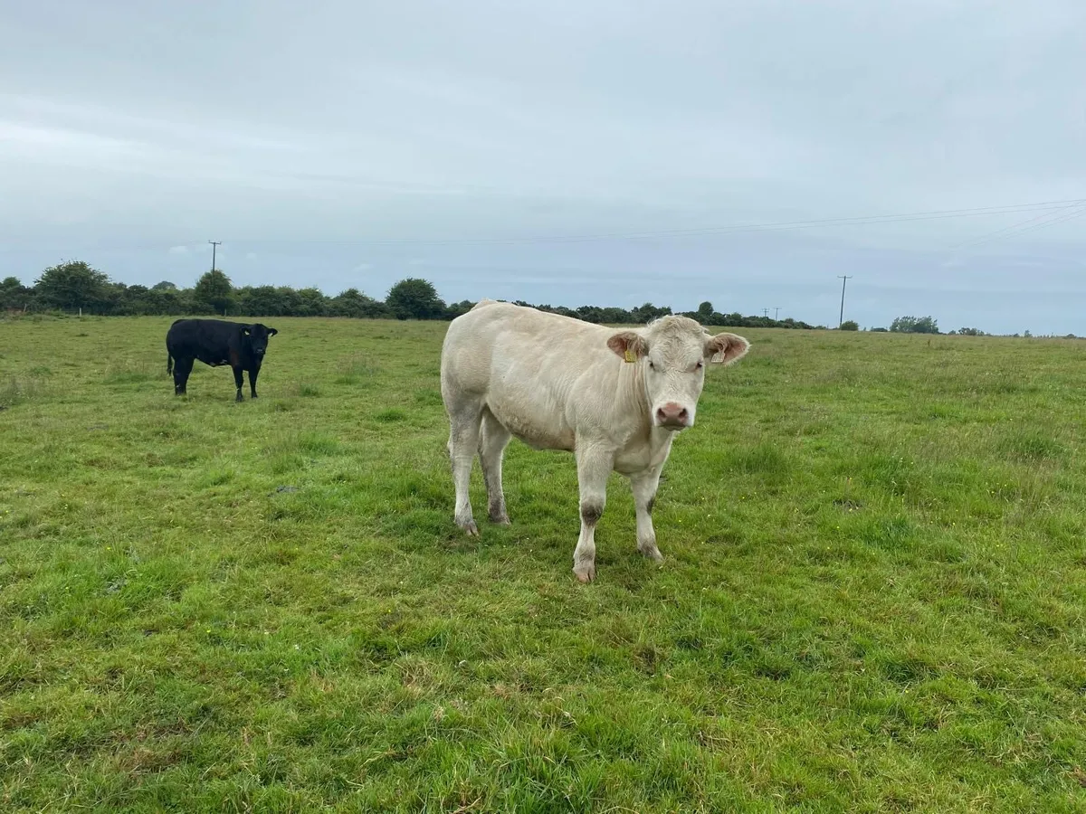 Pedigree heifer - Image 1