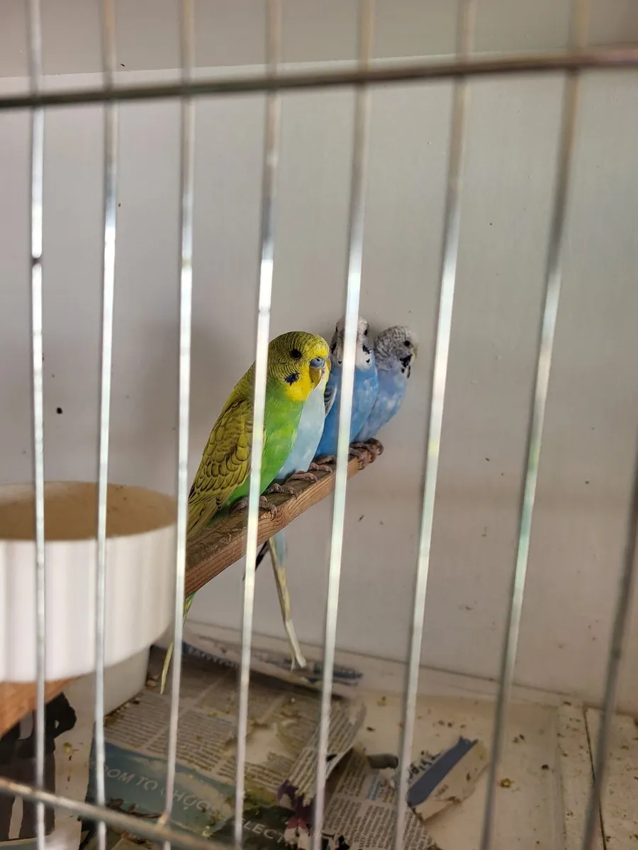 Budgies