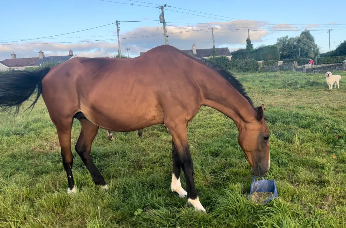 broodmare - Image 1