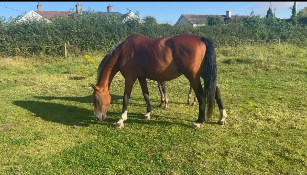 broodmare - Image 2
