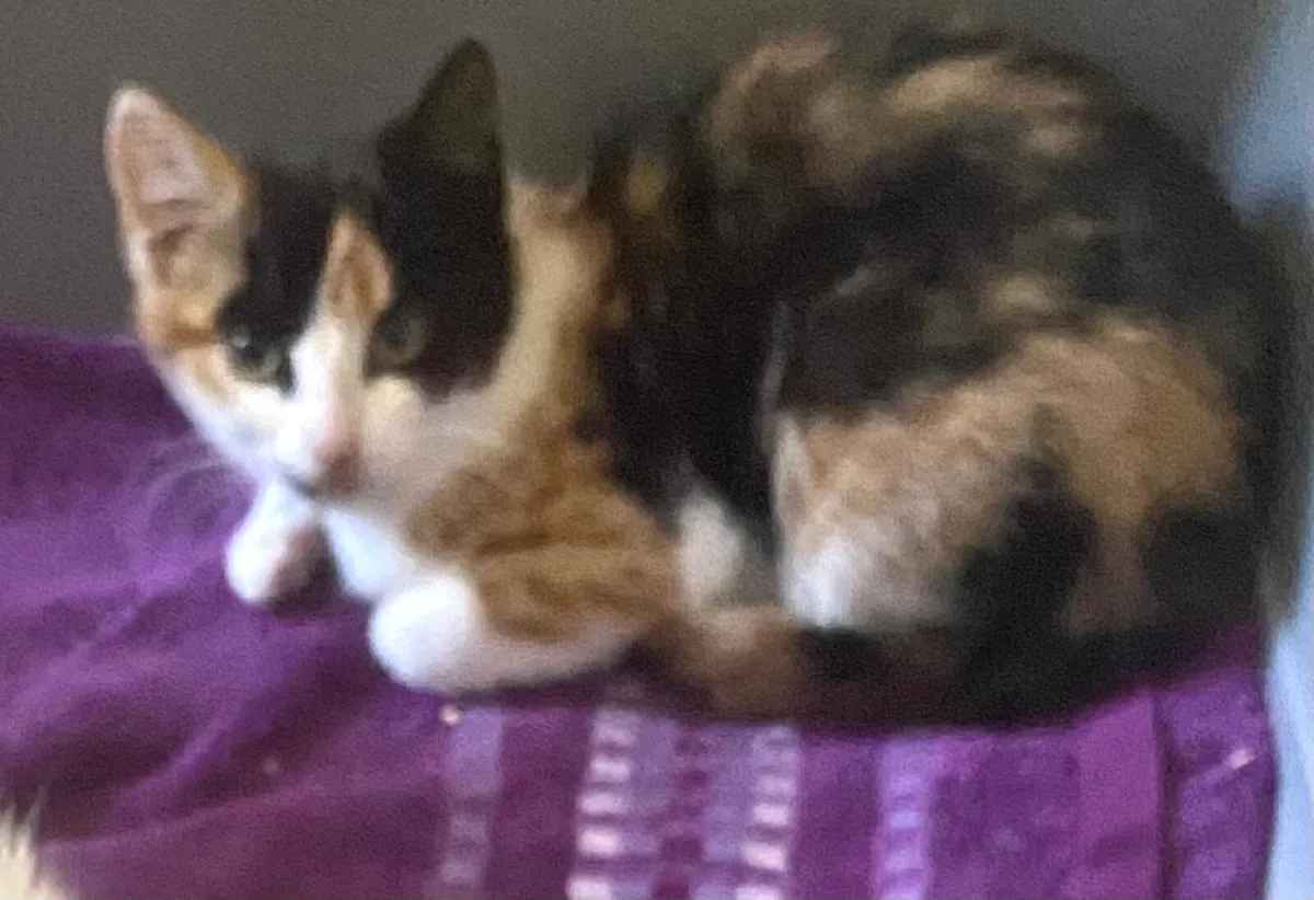 Catstrust adoption and protection. Rescued . - Image 1