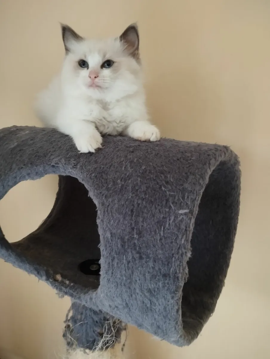 Ragdoll kittens - Image 2
