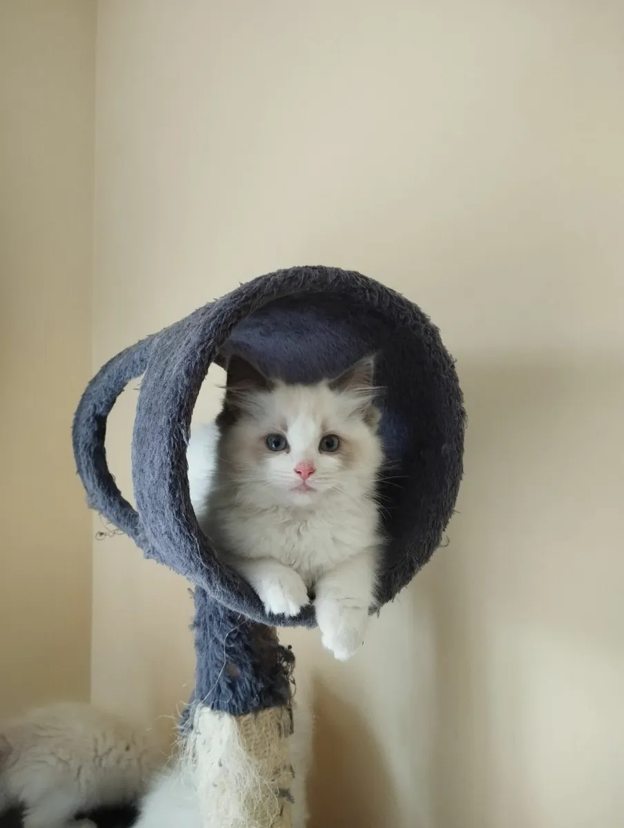 Ragdoll kittens - Image 3