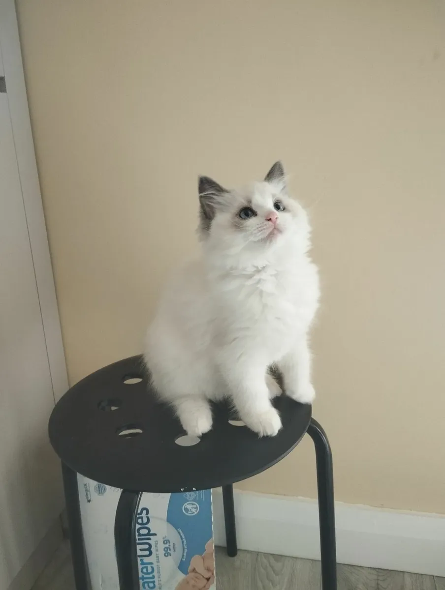Ragdoll kittens - Image 4