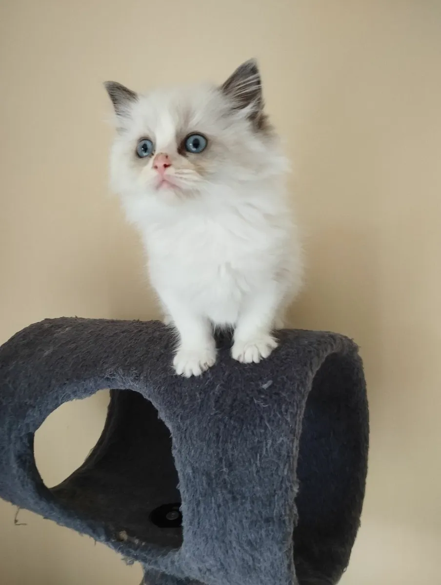 Ragdoll kittens - Image 1