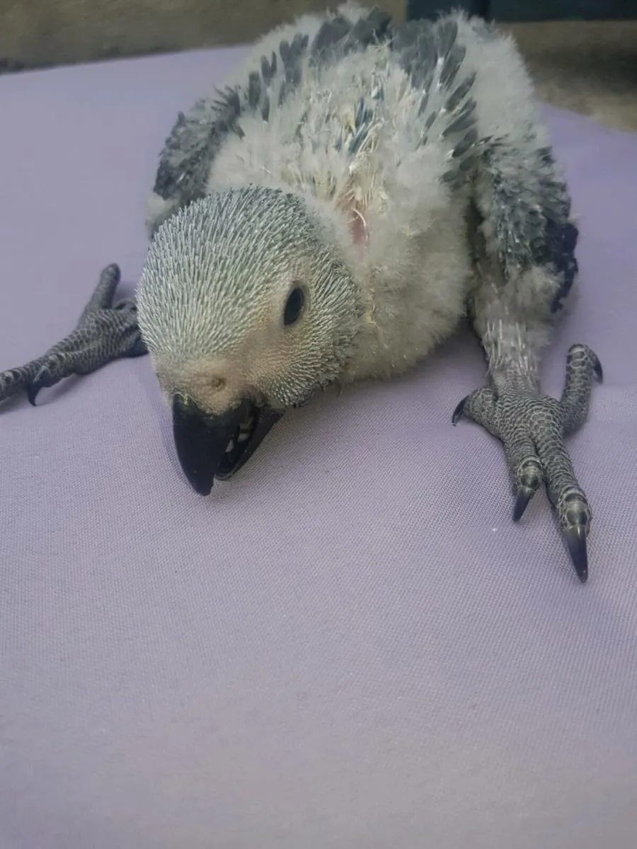 Hand reared African Greys and sun conures - Image 3