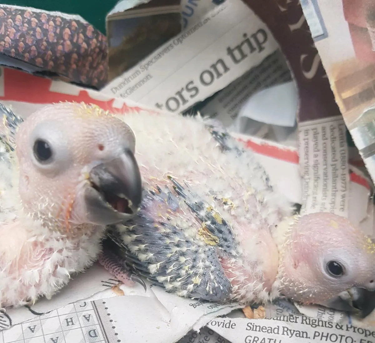 Hand reared African Greys and sun conures - Image 4