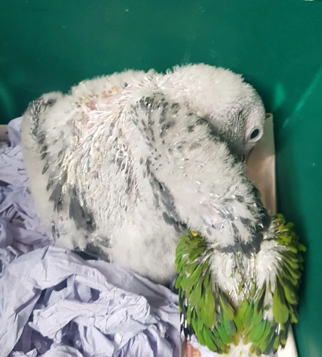 Hand reared African Greys and sun conures - Image 1