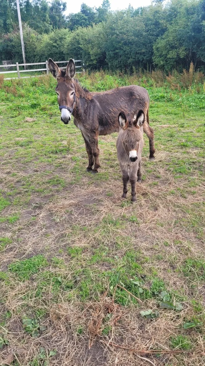 Mare Donkey & Foal - Image 1