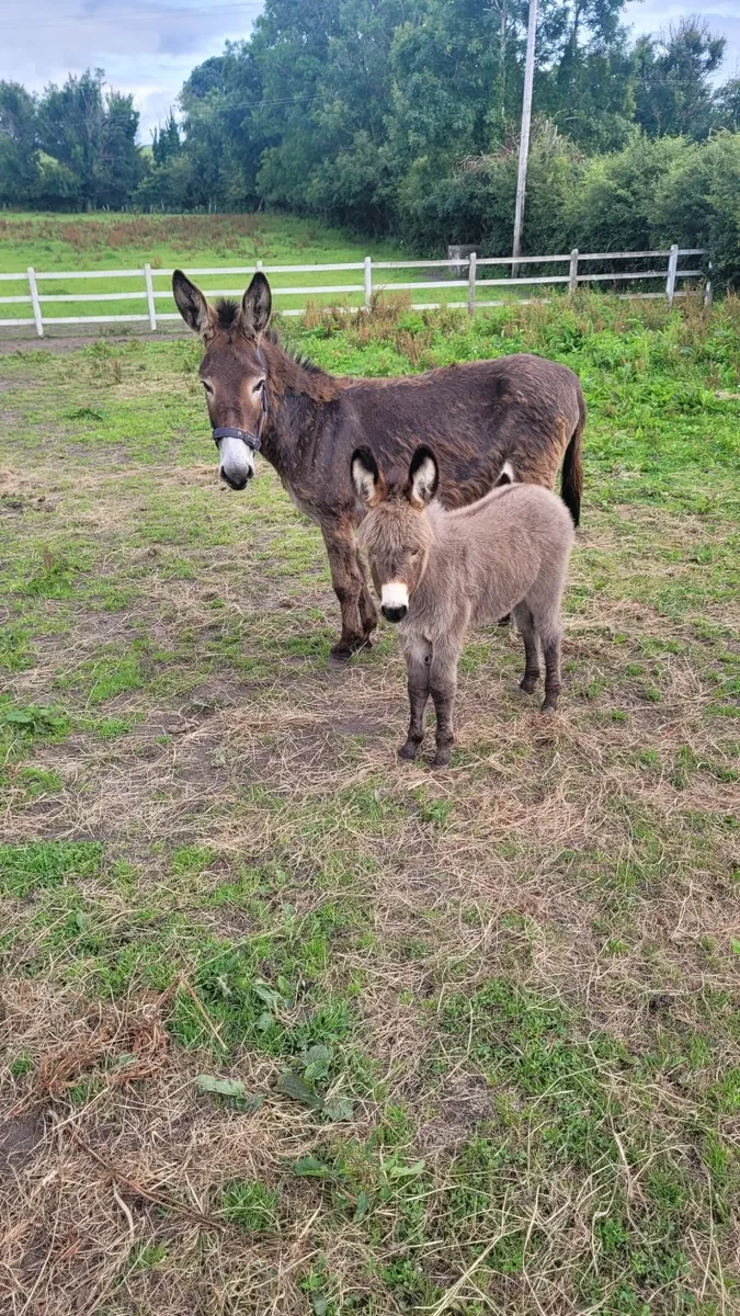Mare Donkey & Foal - Image 2