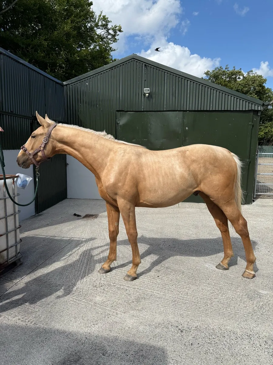 Stunning Palomino Yearling Colt - Image 1