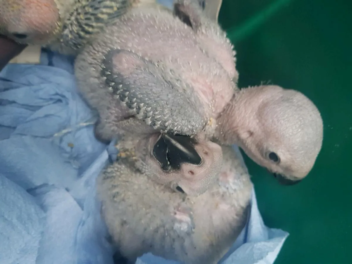 Hand reared African Greys and sun conures - Image 2