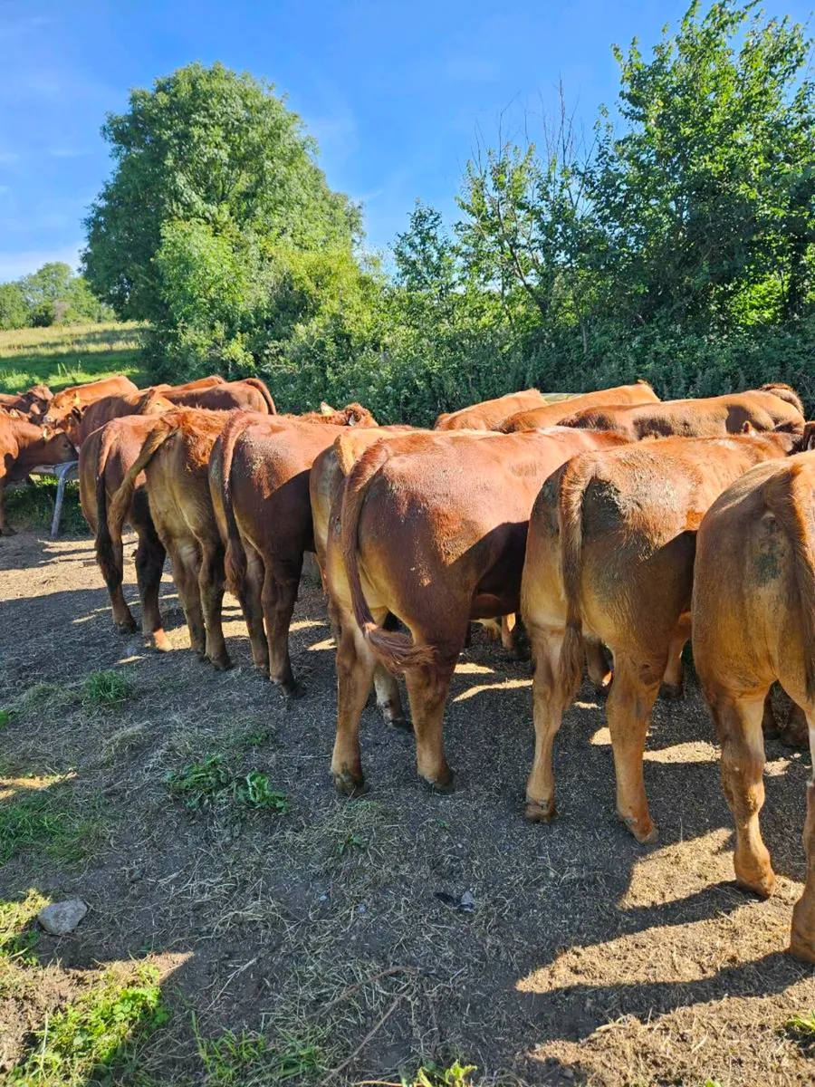 Organic Weanlings - Image 1