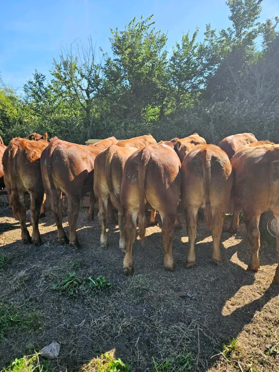 Organic Weanlings - Image 2