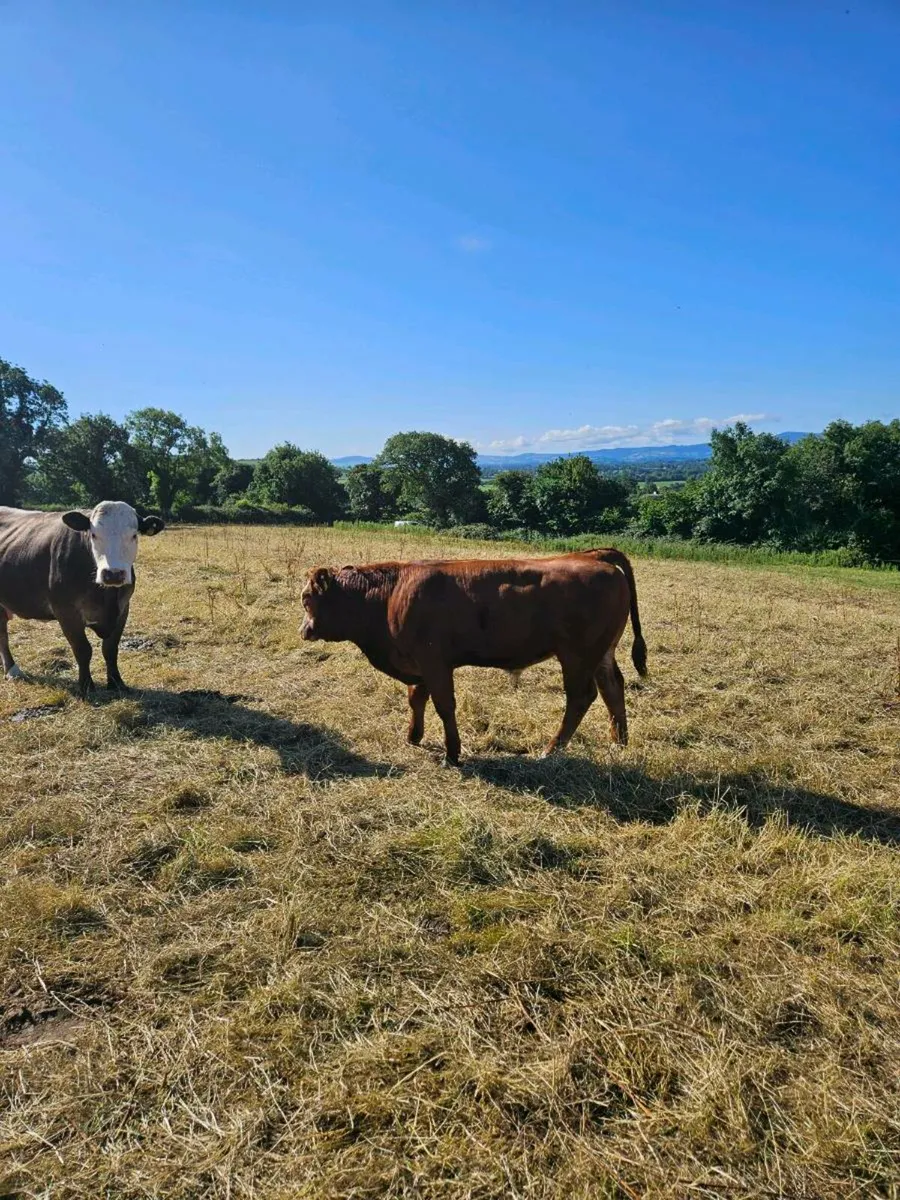 Organic Weanlings - Image 3