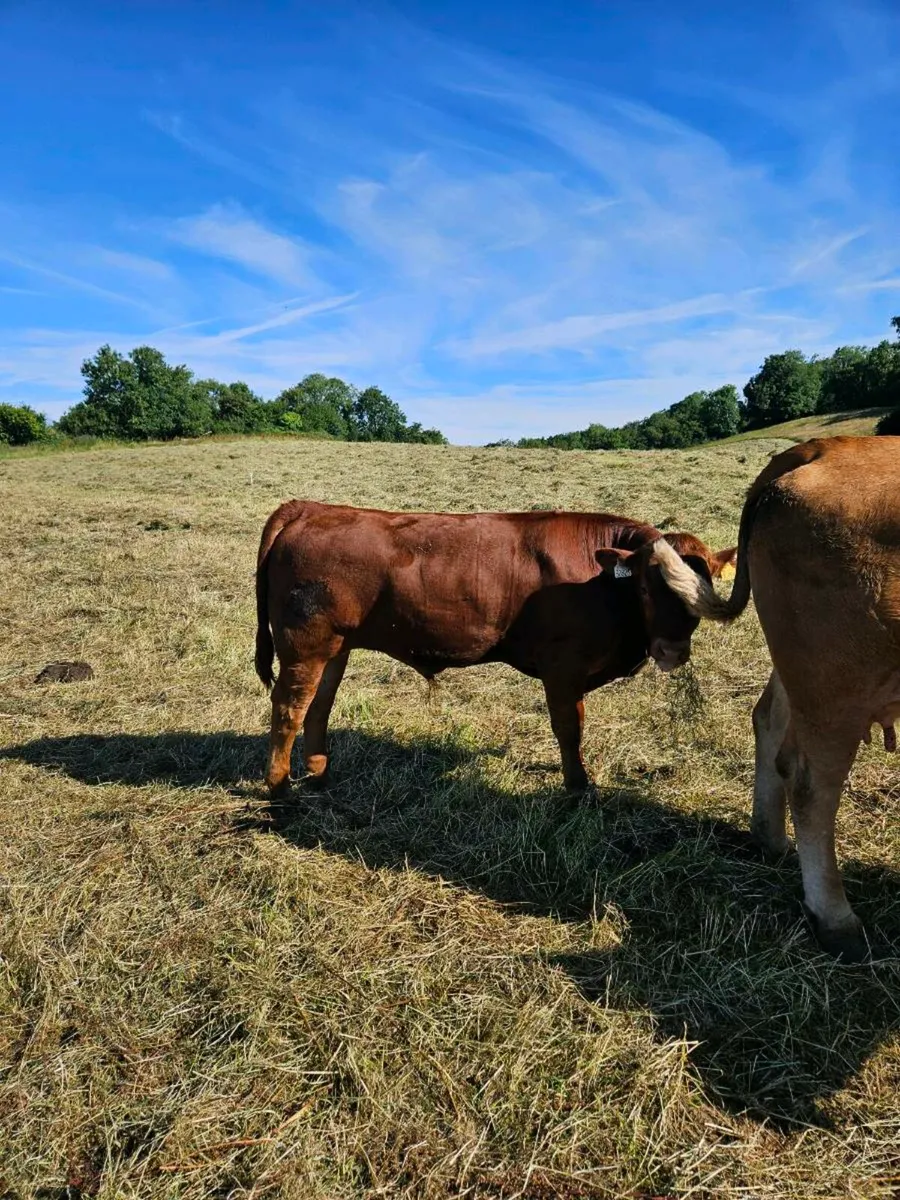 Organic Weanlings - Image 4
