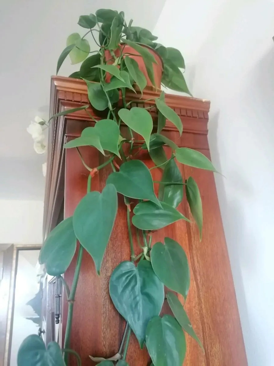 Philodendron Plant - Image 1