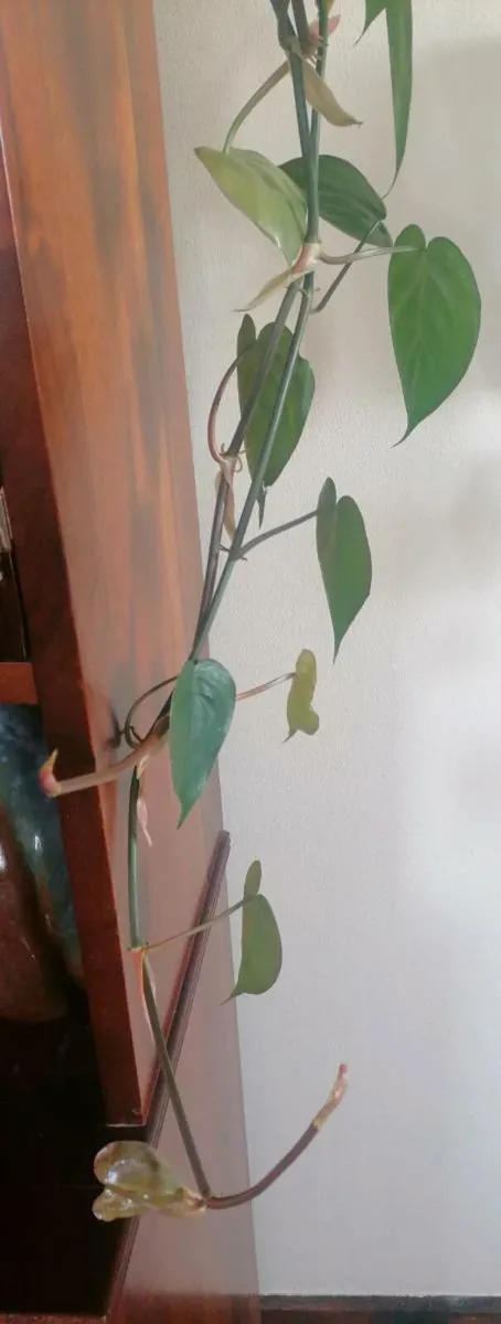 Philodendron Plant - Image 2