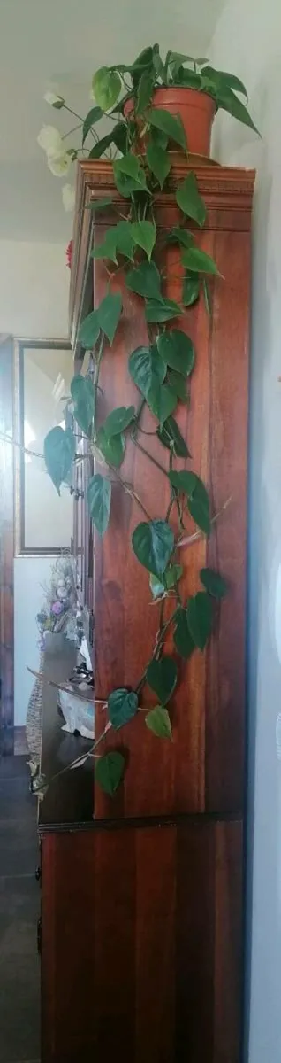 Philodendron Plant - Image 3