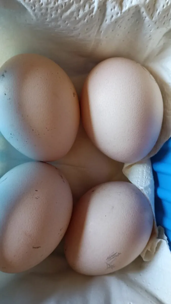 Fertile Peahen Eggs