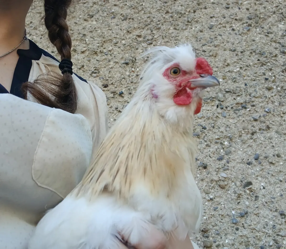 Beautiful White Pekin Rooster - Image 2