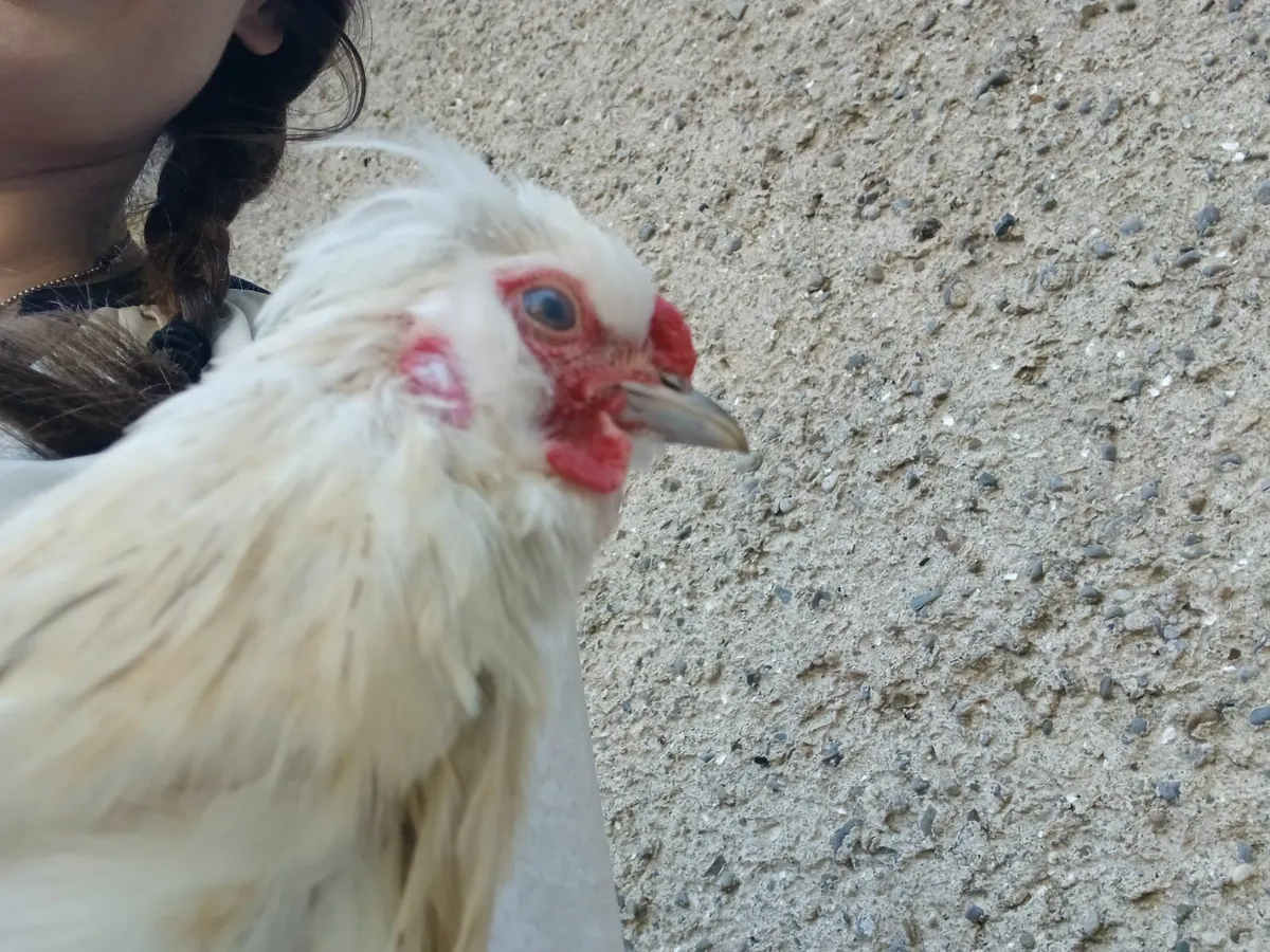 Beautiful White Pekin Rooster - Image 3