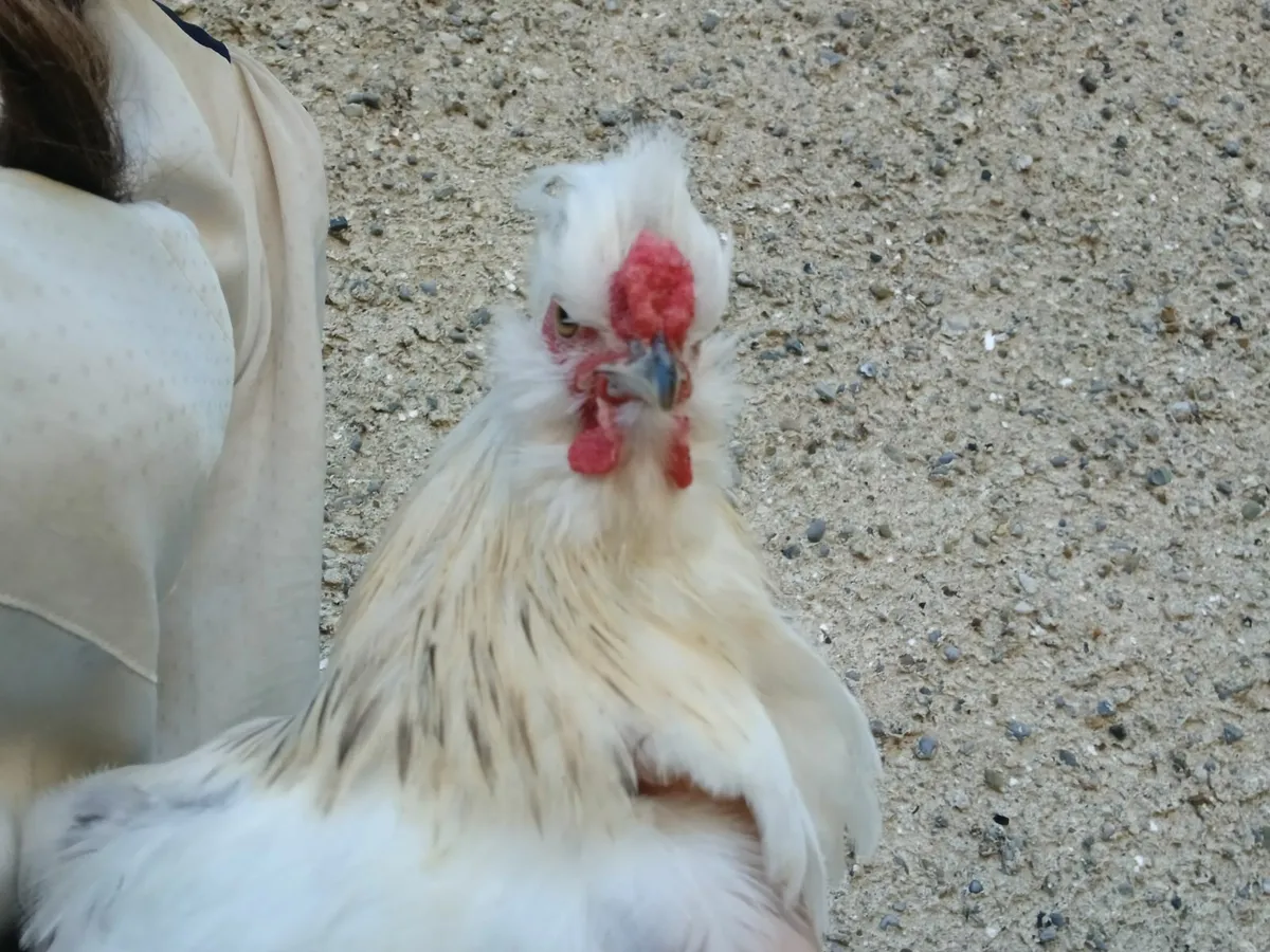 Beautiful White Pekin Rooster - Image 4