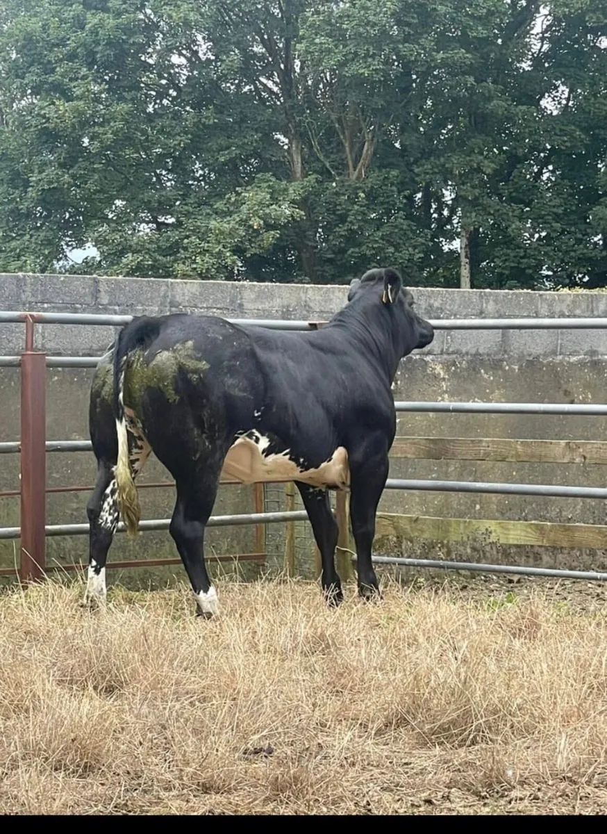 Gort Mart: Thurs 10th July: Special sale - Image 1