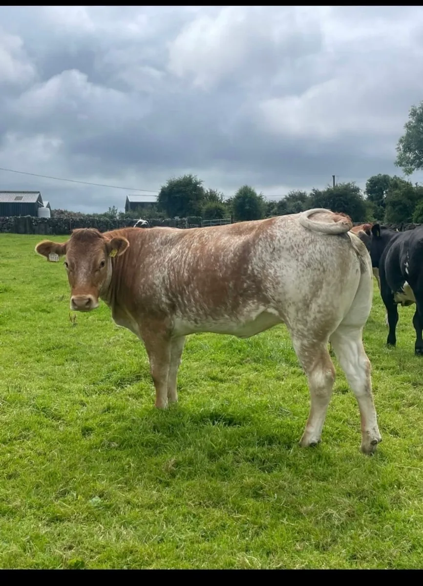 Gort Mart: Thurs 10th July: Special sale - Image 3