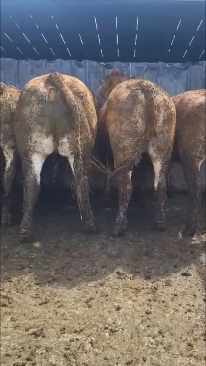 Gort Mart: Thurs 10th July: Special sale - Image 4