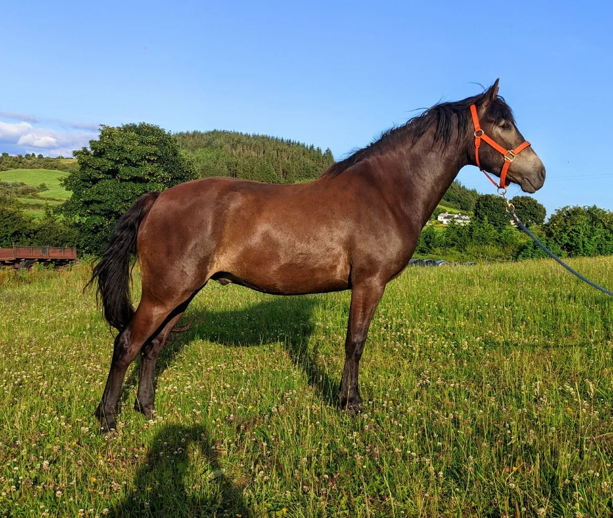 Registered Connemara Pony -  Gelding - Image 1