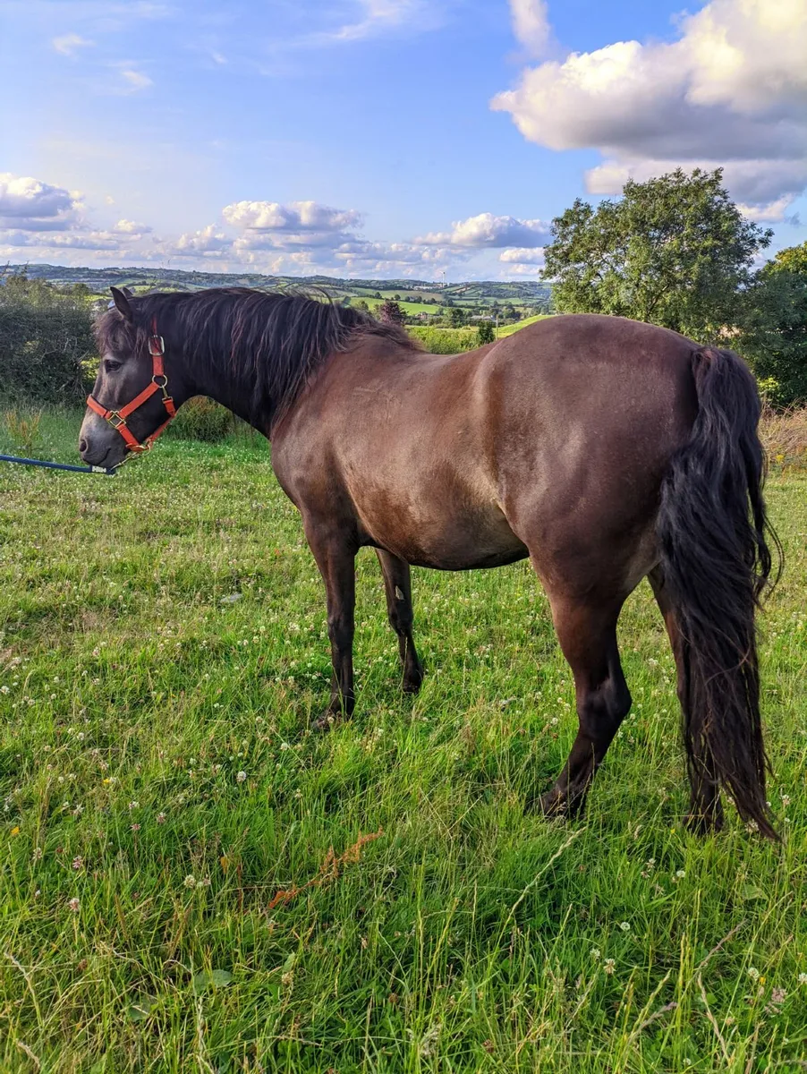 Registered Connemara Pony -  Gelding - Image 2