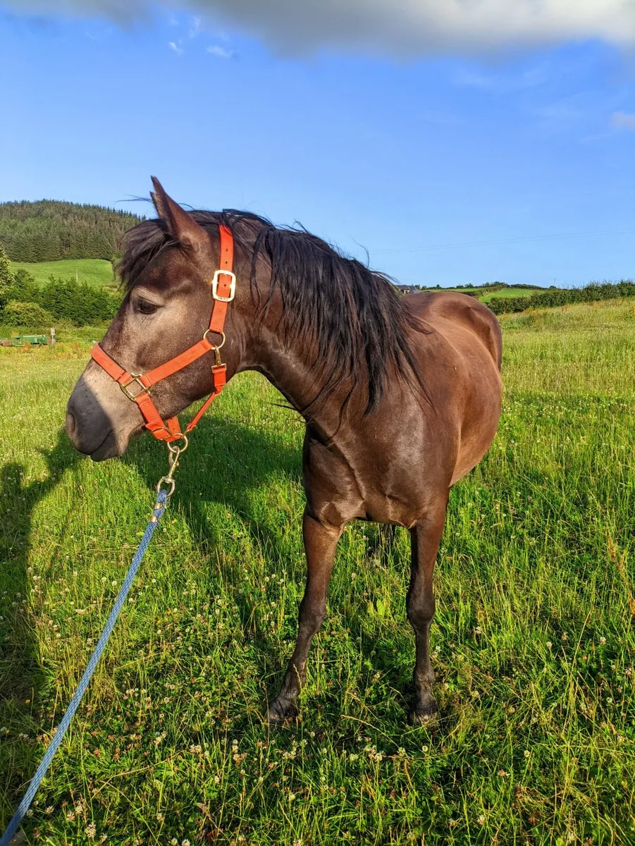 Registered Connemara Pony -  Gelding - Image 4