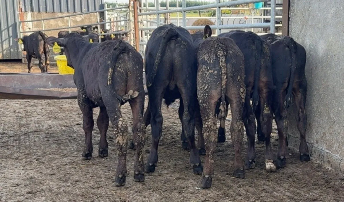 Super bunch of reared bull calves - Image 1