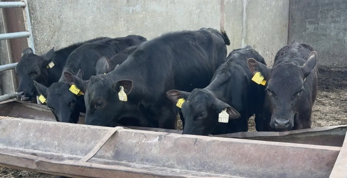 Super bunch of reared bull calves - Image 2