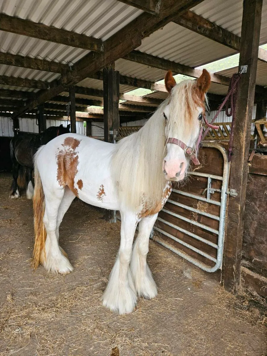 Red and white filly - Image 1