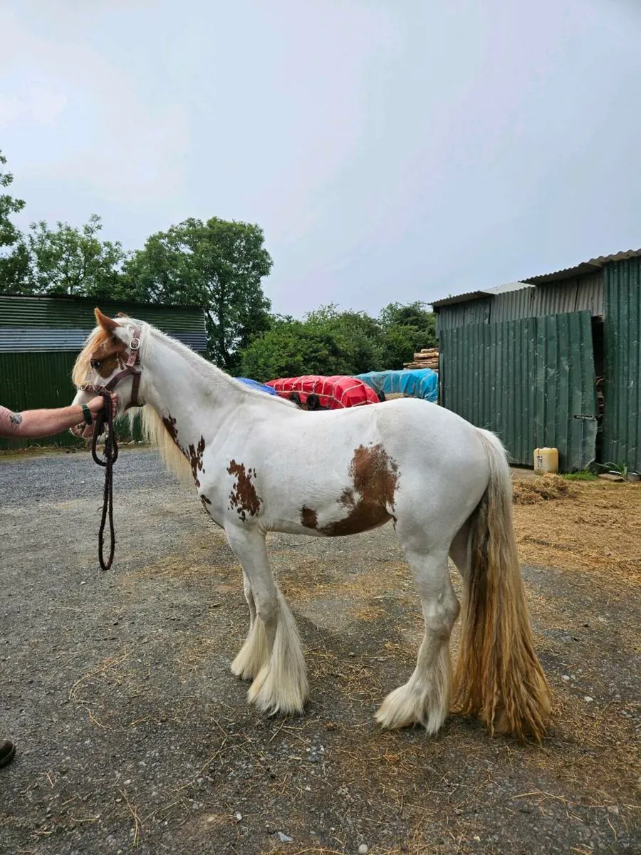 Red and white filly - Image 2