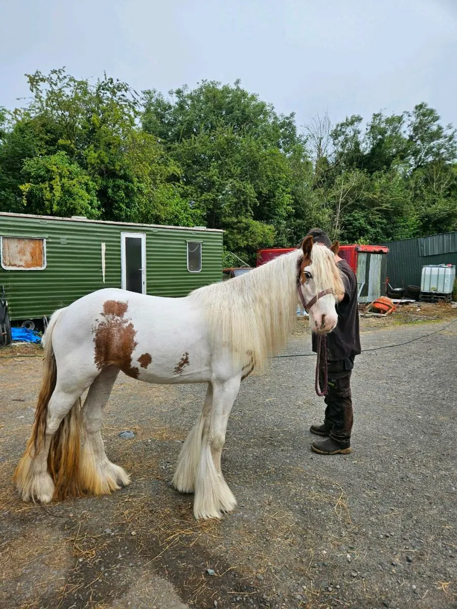 Red and white filly - Image 4