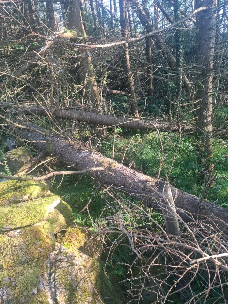 Tree's - Image 1