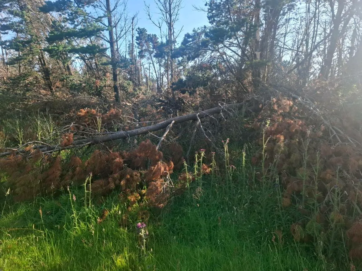 Tree's - Image 2