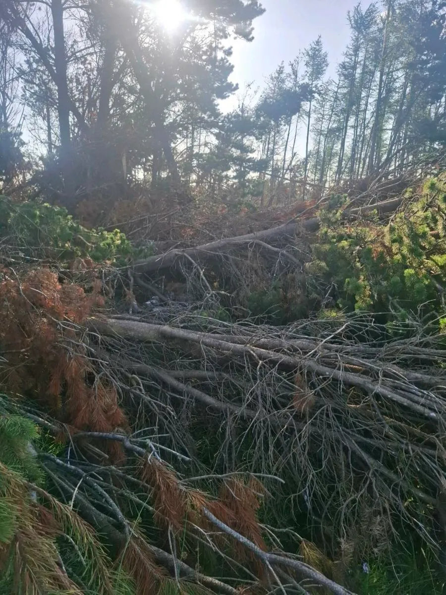 Tree's - Image 3