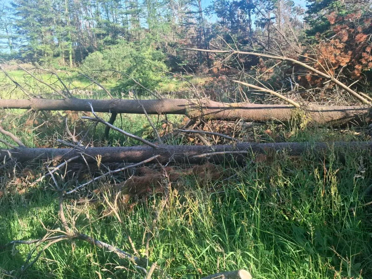 Tree's - Image 4