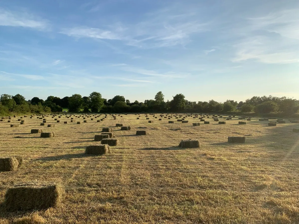 Square and round bales of hay - Image 3