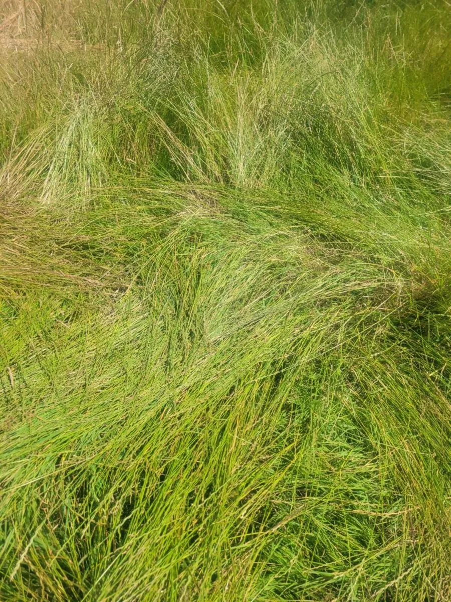Hay - Image 1