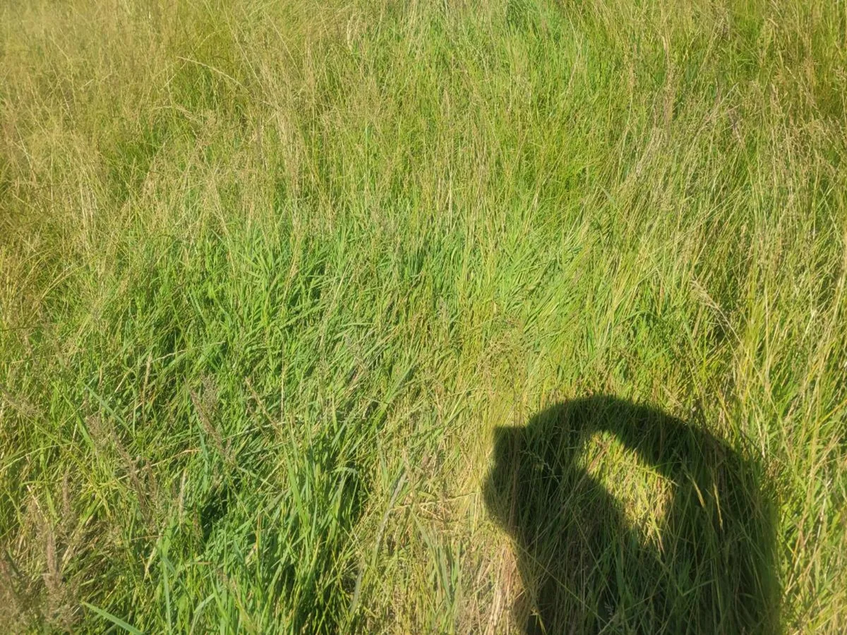 Hay - Image 2