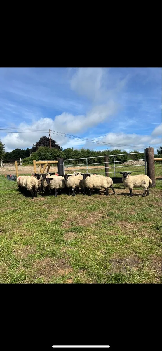 21 super quality Suffolk ewe lambs🔥 - Image 1