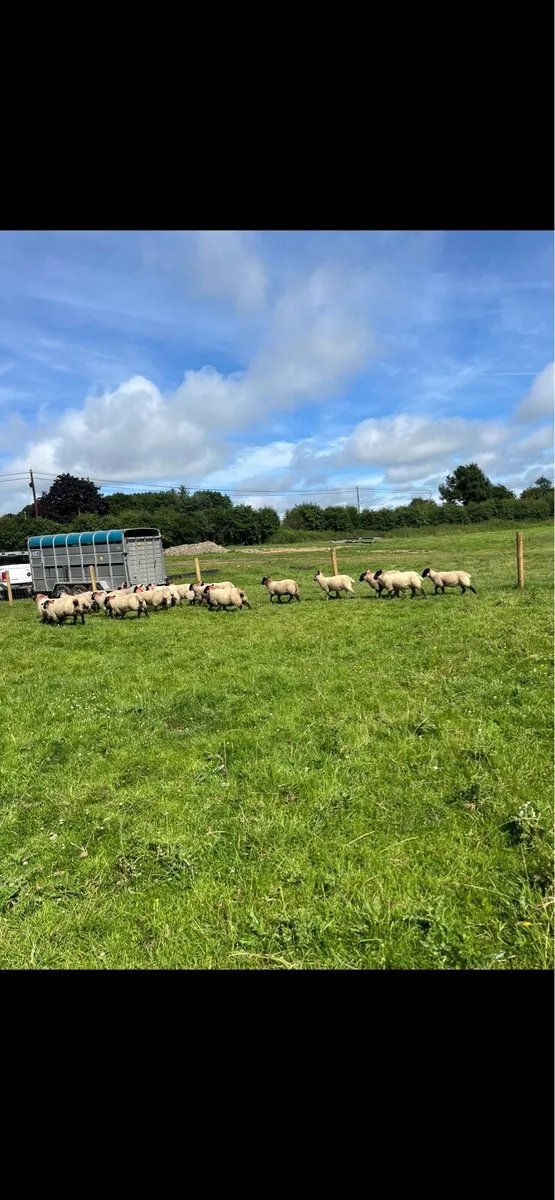 21 super quality Suffolk ewe lambs🔥 - Image 2